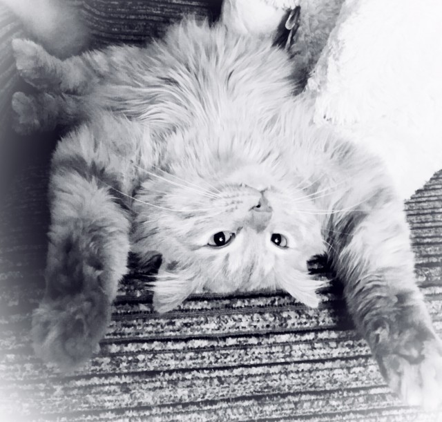 Кошкопортрет