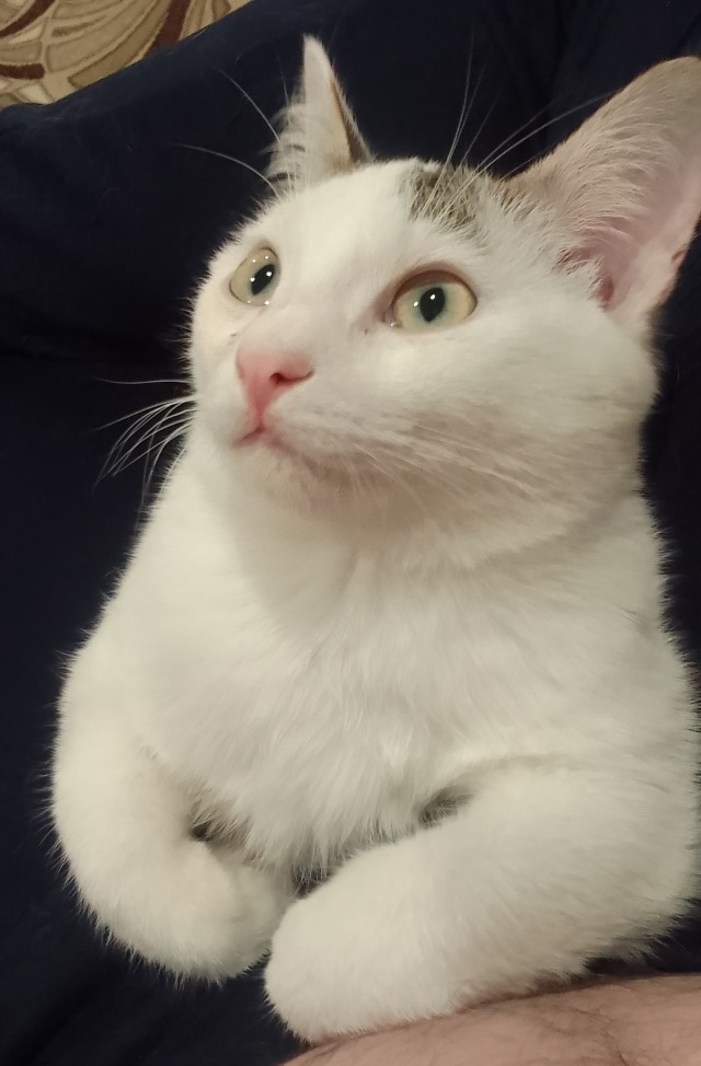 Толстые коты