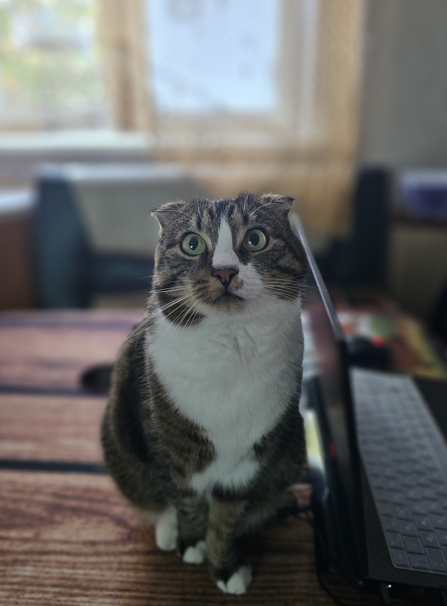 Котовторник!