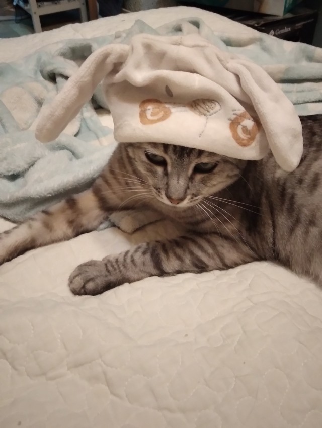 Первый Новый год кошечки