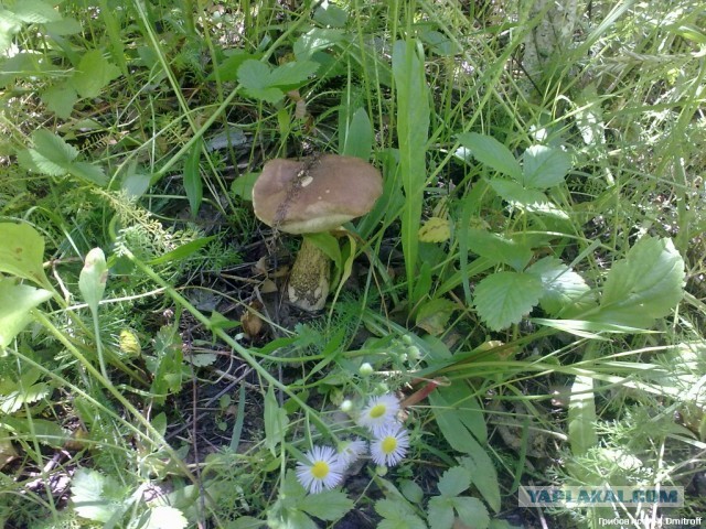 Поход за грибами,