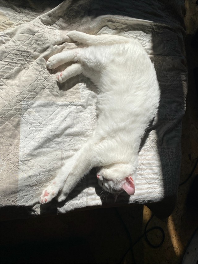 С котовторником!