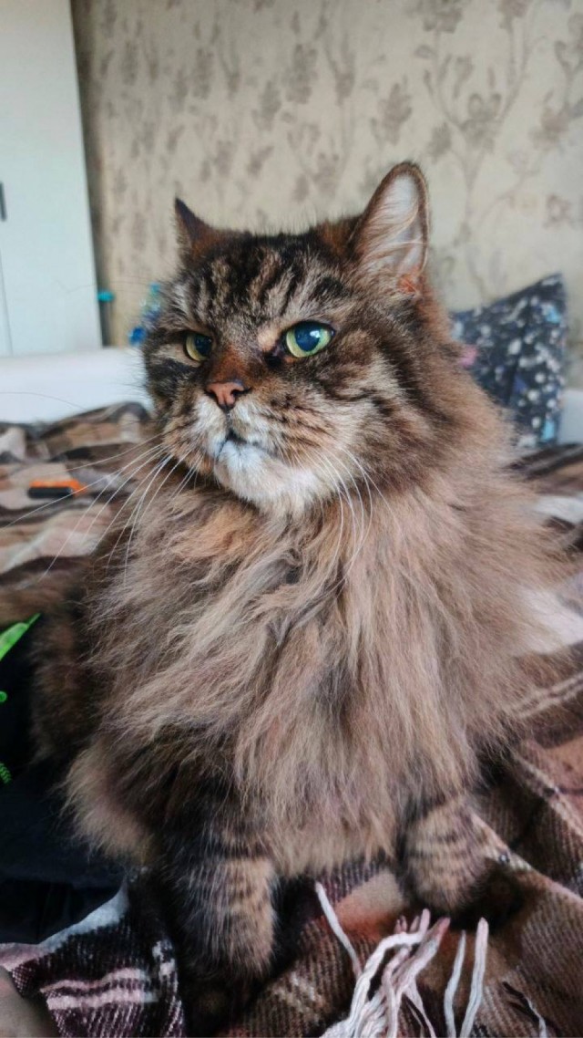 Групповой портрет - 2 кошки и собака