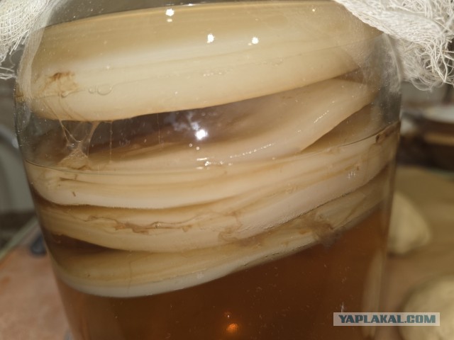 Чайный гриб на удачу