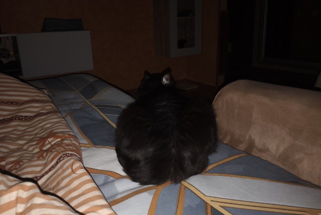 Мой кот
