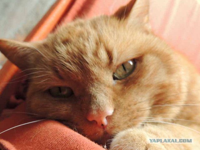 Котовторник 23.07.2013