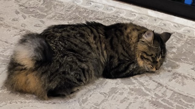 Мой "звездюк" для котовторника.