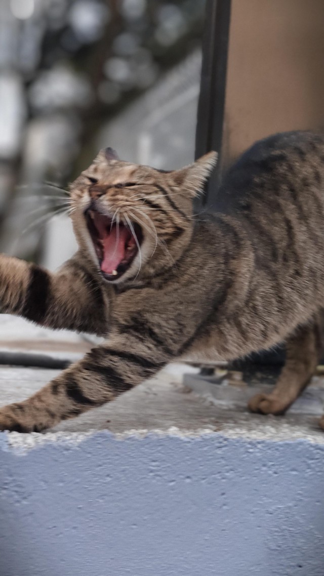 Уличные кошки Стамбула