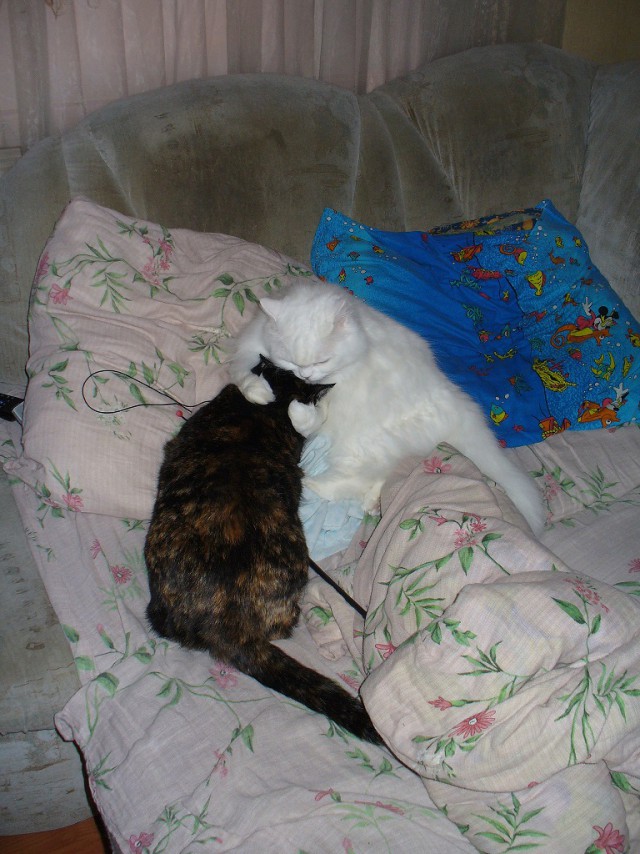 Весёлые картинки. Разбавим будни