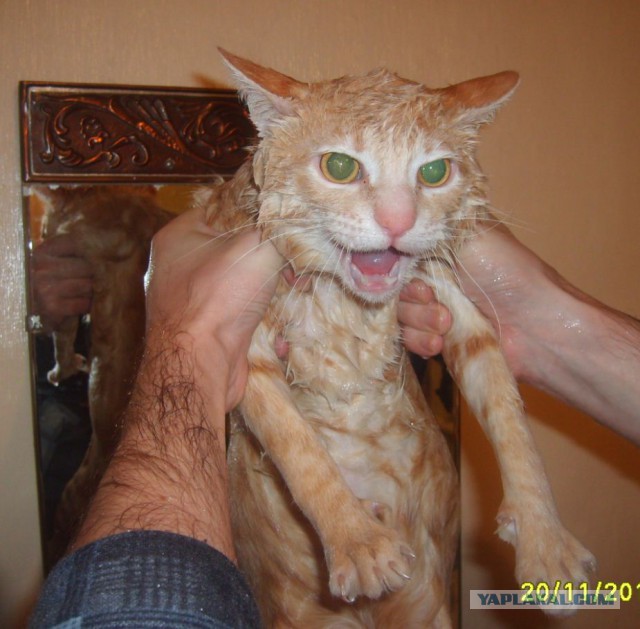 Сегодня мыли котов :3