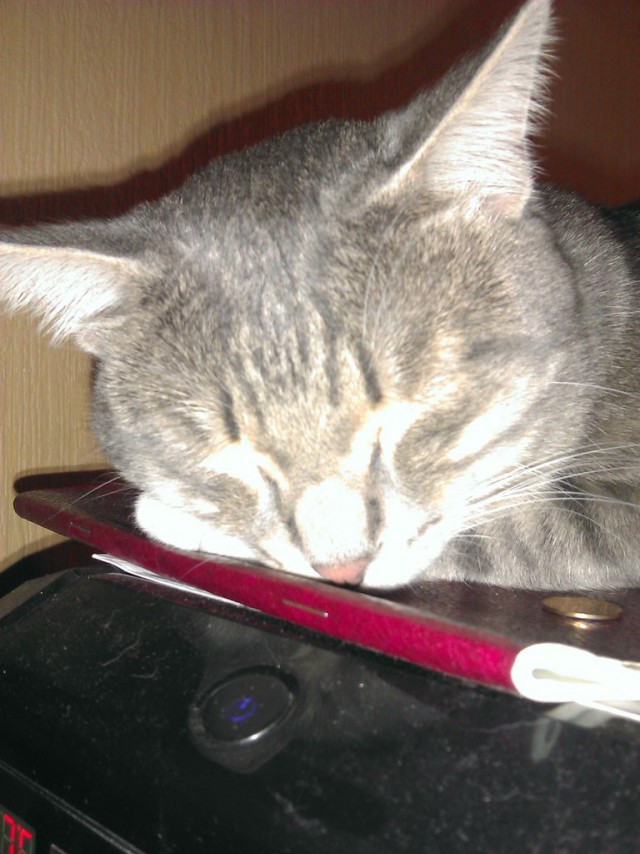 Котовторник  08.07.2014