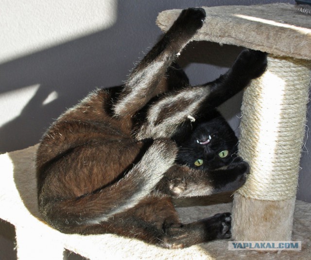 Кошачья логика