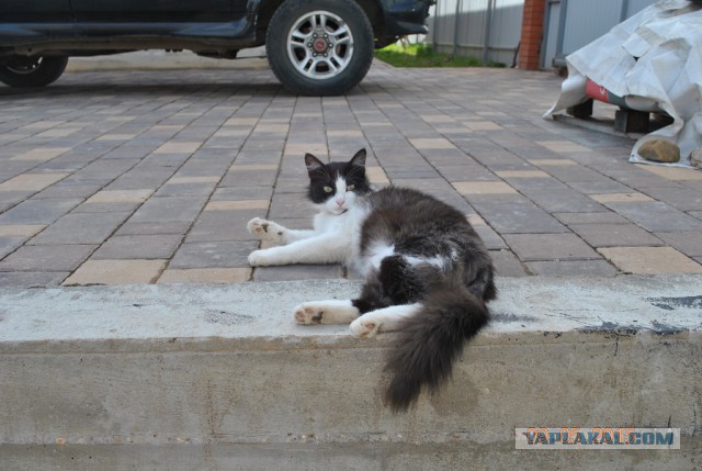 Котовторник 12.05.2015