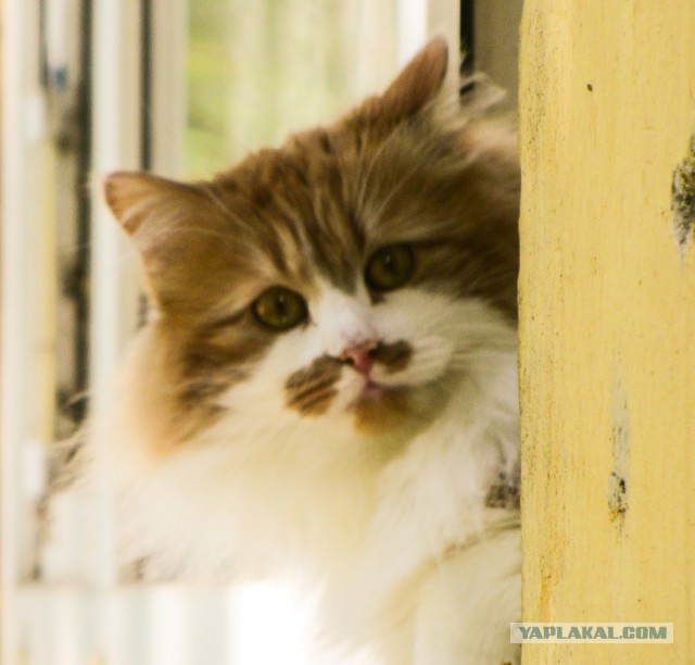 Котовторник