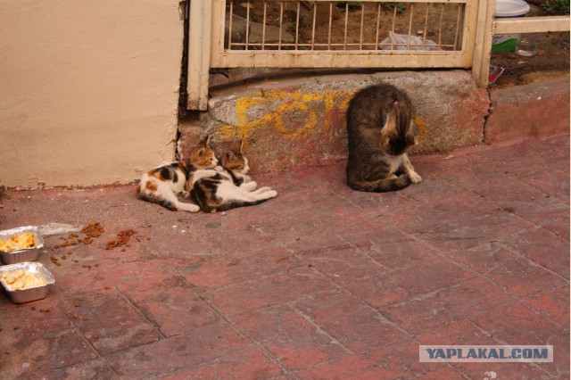 Бездомный кот и знакомый-мудак