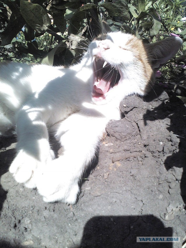 Жизнь домашнего приюта для котеек 112