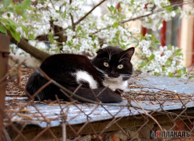 А вот и котовторник!