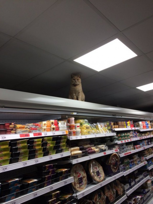 Сколько бы ни пытались этого кота выставить за дверь, он снова оказывается в магазине