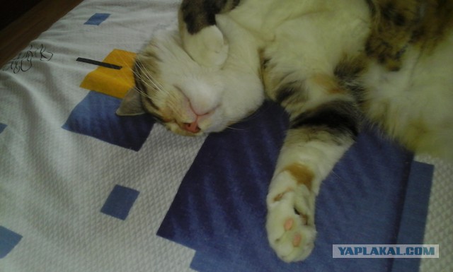 Ваши фотки котов на телефон