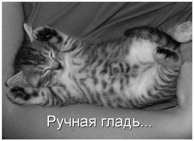 Котовторник 30.08.2016