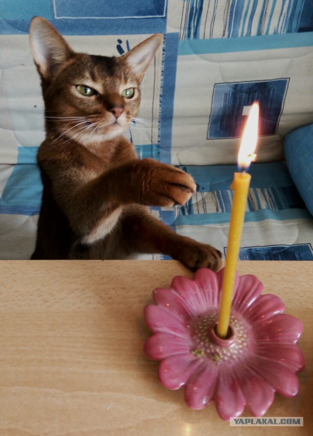 Коты и Кошки