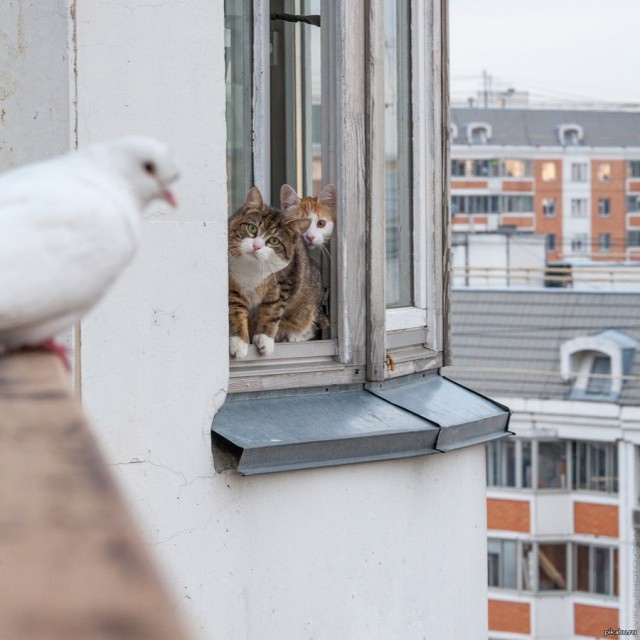 Коты и Кошки