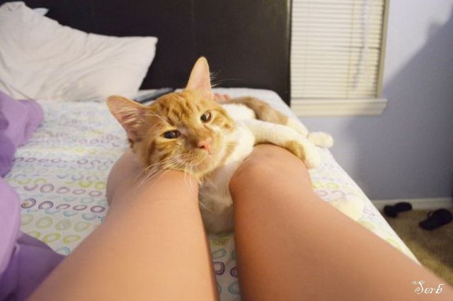 Котэ и кровать