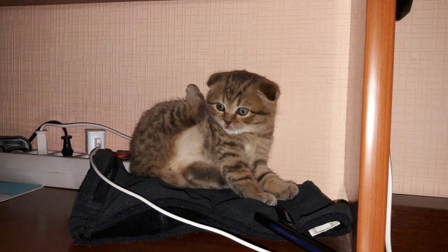 Котовторник 9.01.2018