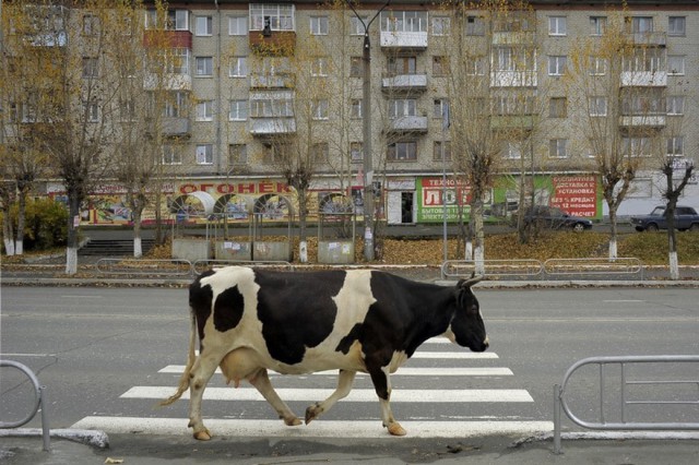 Живность из сети