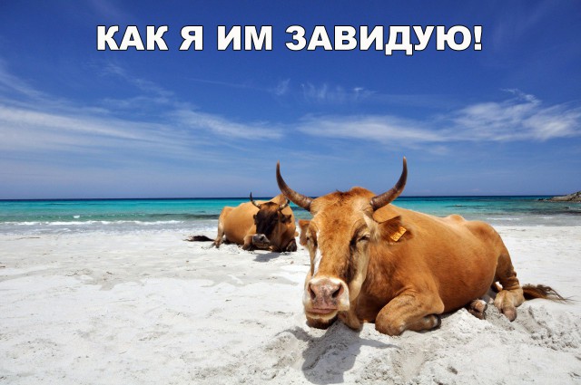 Живность из сети