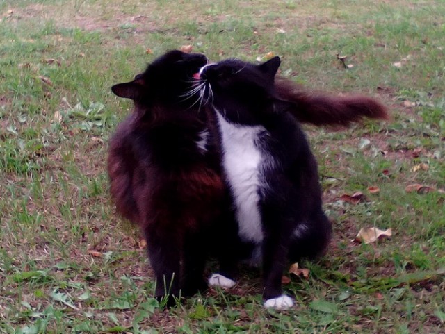 Котовторник
