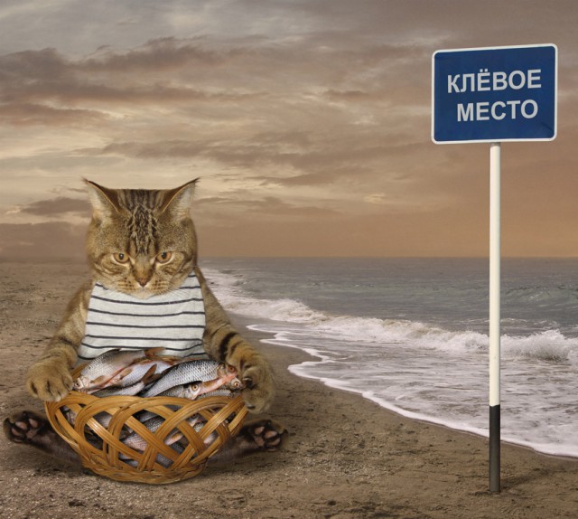 С котом по жизни