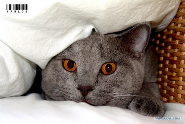 Котовторник на ЯПлакалъ (03.06), котята (31 шт)