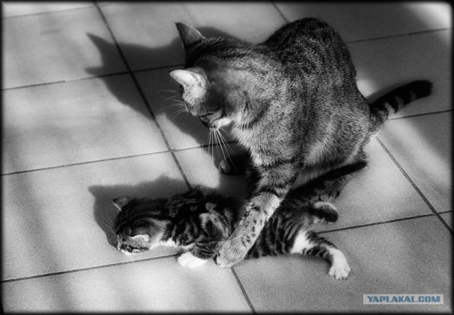 Сегодня котовторник, а котиков все нет