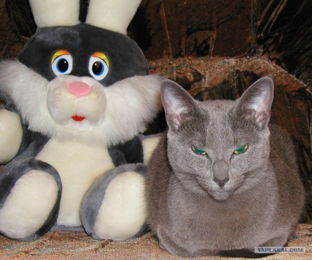 Котовторник. А как же?!
