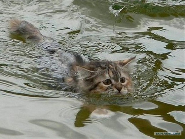 Котовторник
