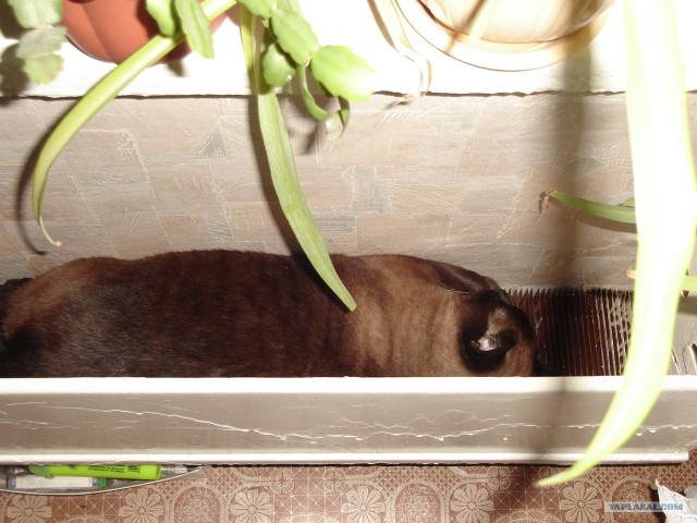 Котовторник с Максом