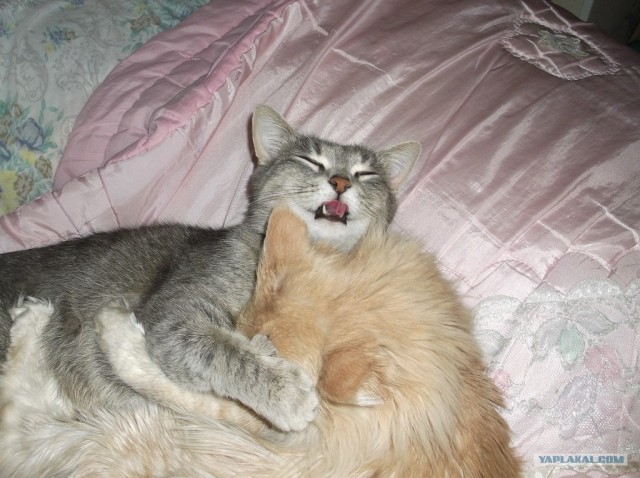 Котовторник 22.11.11