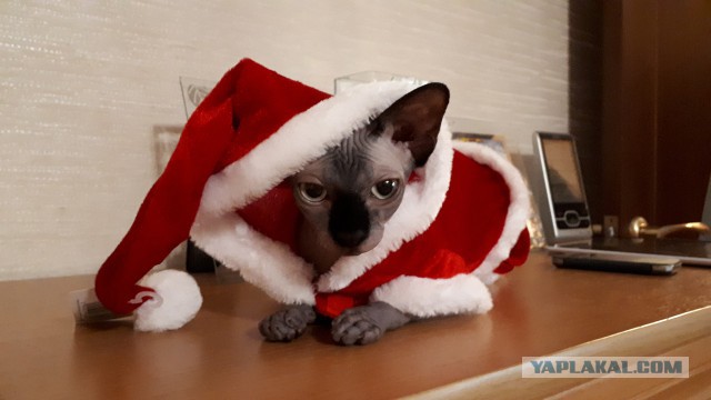Милоты пост