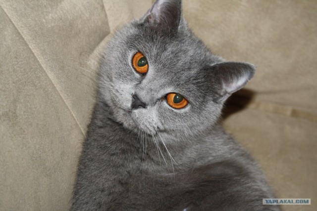 Котовторник (14.02.2012)