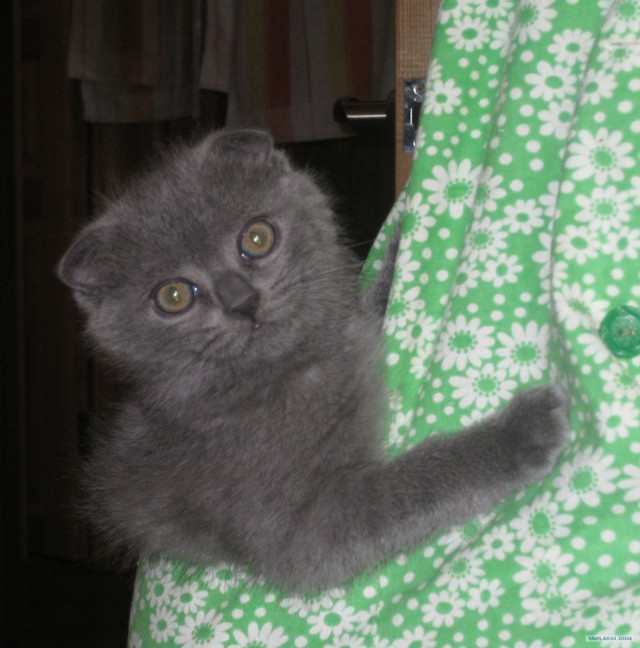 Котовторник  4.09.12