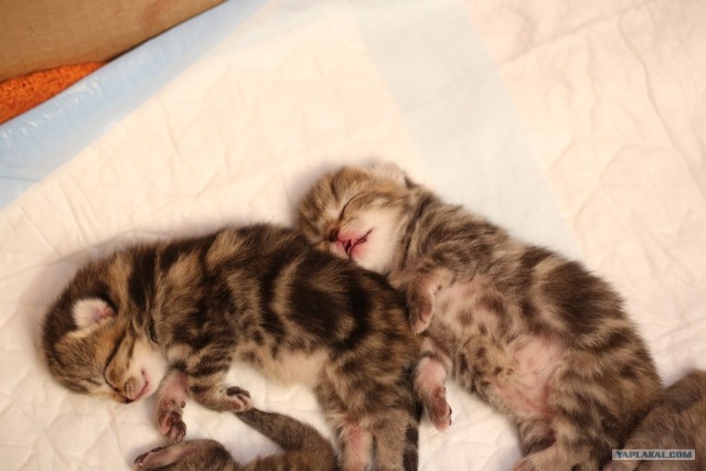 Новогодний Котовторник 01.01.2013