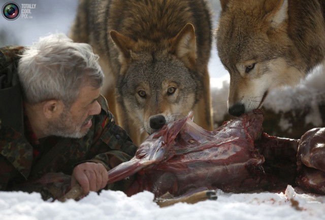 Парк волков Вернера Фройнда в Германии