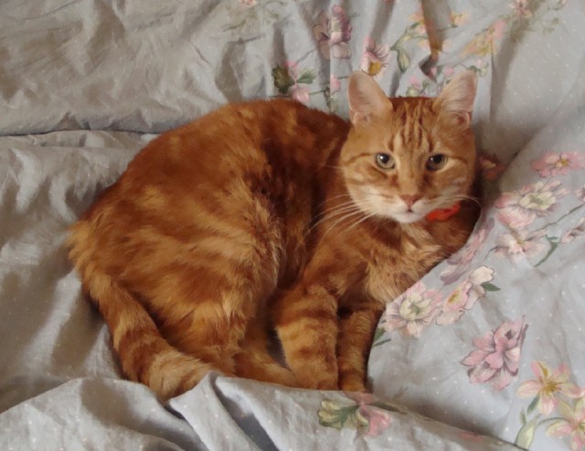 05.03.19 Котовторник же