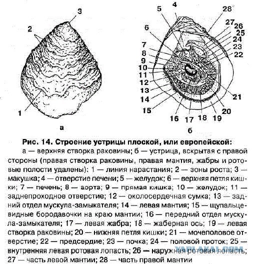 Факты, о которых вы, скорее всего, не знаете