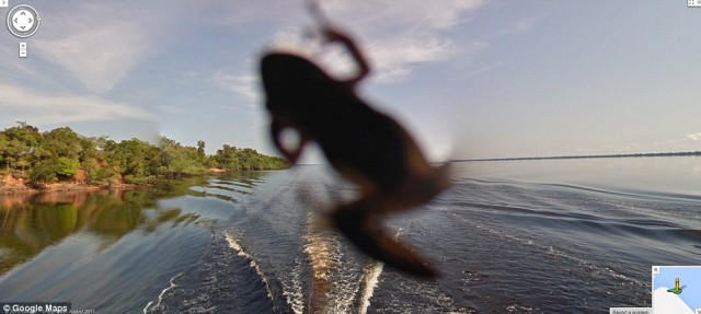 Google Street View показал топ-10 животных, случайно попавших в кадр