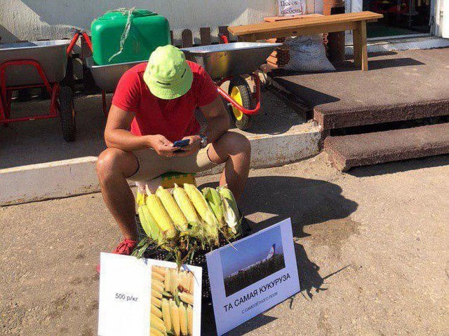 Саратовец торгует кукурузой «с самолетного поля» по 500 рублей за кг