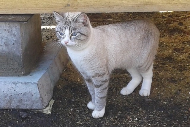 Просто мой кот