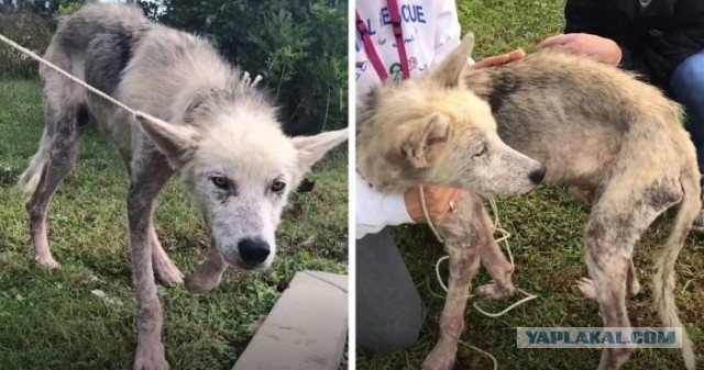 Спасение хаски