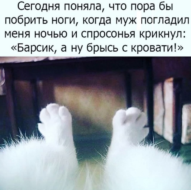 Картинки с надписями и котами